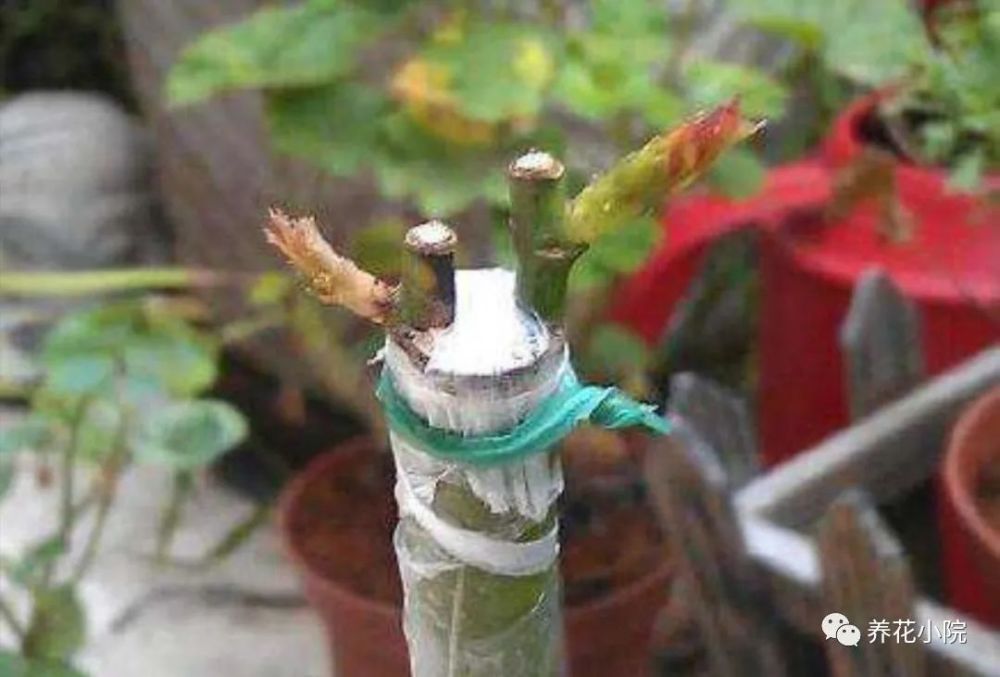 月季养成树状 用这种简单的方法 长势更茂盛 开花更多 腾讯新闻