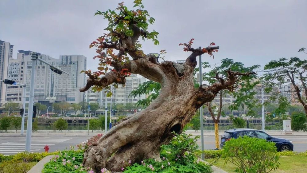 重磅升级!再添30多棵大型百年古树盆景,高达6米