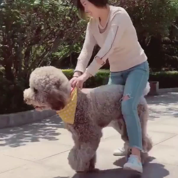 主人一时兴起骑在狗狗身上,把它当马骑,狗狗差点就累趴在地