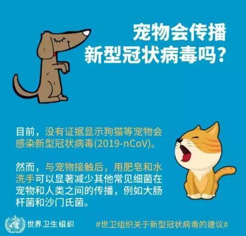 疫情期间 如何科学对待犬猫 世界动物保护协会 犬猫 猫狗