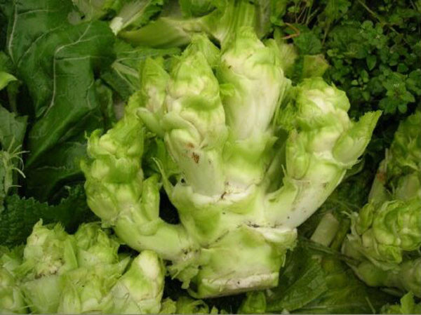 四川网红儿菜vs榨菜原来它们是亲戚