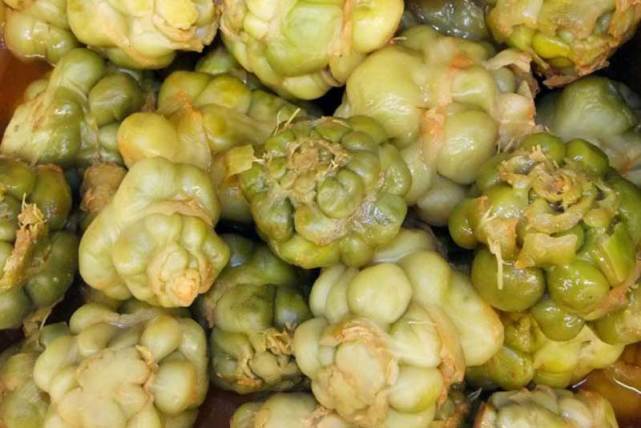 四川网红儿菜vs榨菜,原来它们是亲戚