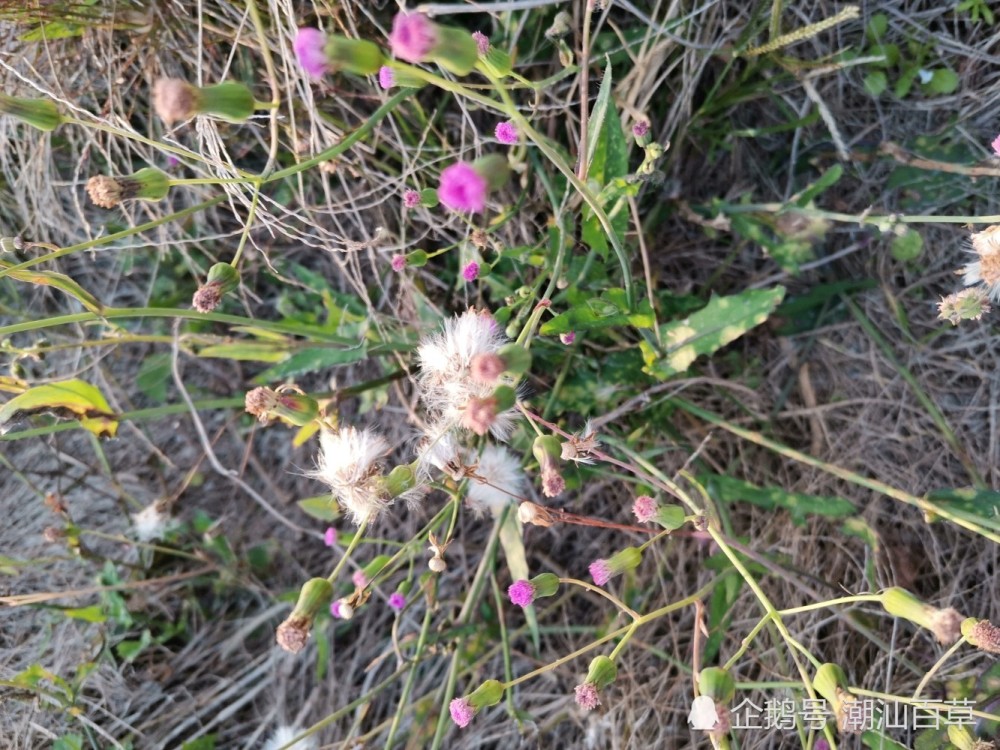 叶下红潮汕地区别名一点红红背草紫背草