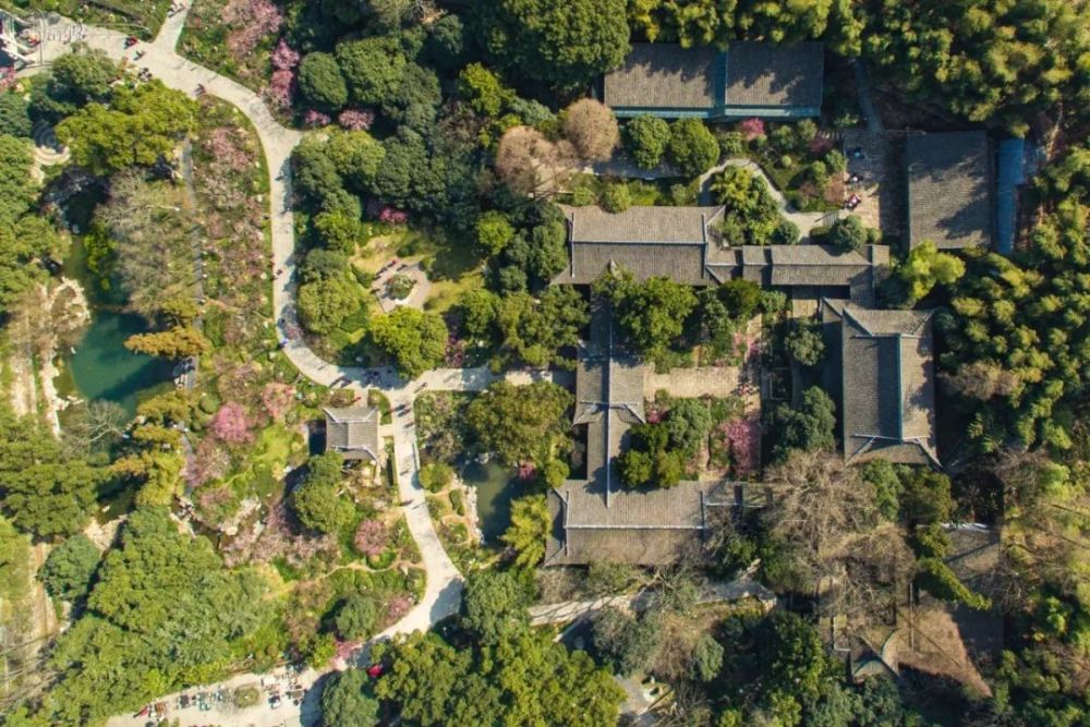 超山北麓的大明堂,是游客登山必经之地,也是赏梅最佳的地方.