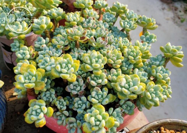 这些夏必死多肉,春天你买了多少,从现在起,你就要"负责"多少