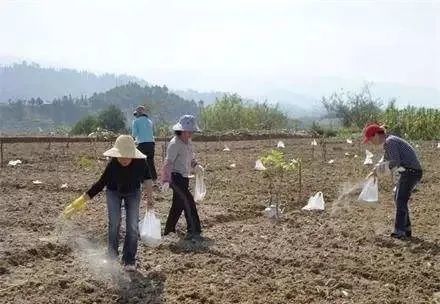 尿素|尿素一撒，一季白瞎，今年施肥你用对了吗？