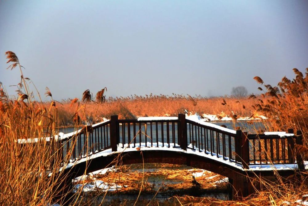 九龙口地方传说,蔷薇姑娘的故事,神奇的五谷树_腾讯新闻