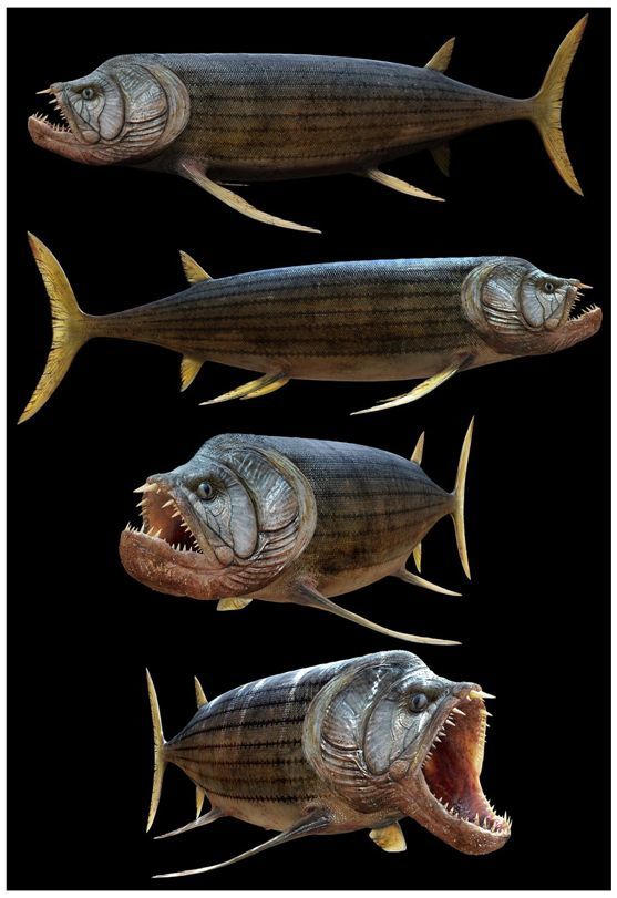 鱼中斗牛犬剑射鱼