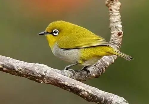 绣眼鸟的寿命是多久怎么喂亲人