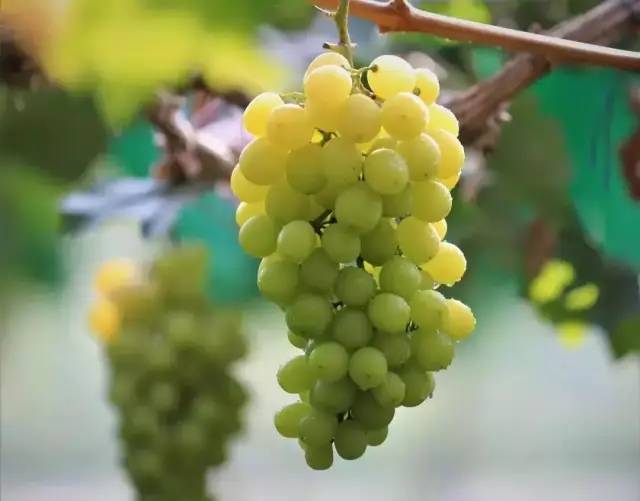 一颗小小的葡萄,以其"珠滑甘香"走进历代文人墨客的诗句.