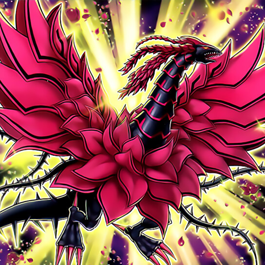 游戏王:十六夜卡组的加强,蔷薇龙的系列增强,龙族和蔷薇的配合