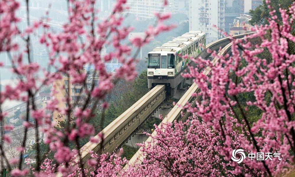 重庆轻轨沿途桃花绽放列车花丛中驶往春天