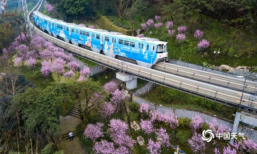 重庆轻轨沿途桃花绽放列车花丛中驶往春天