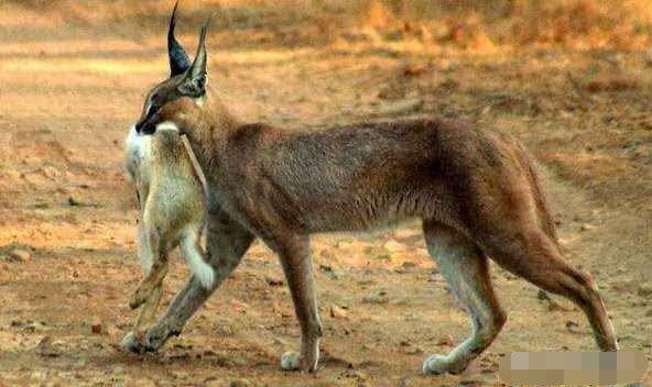 狞猫和薮猫谁更厉害为什么