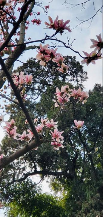 汉中邀您 云赏旱莲 腾讯新闻