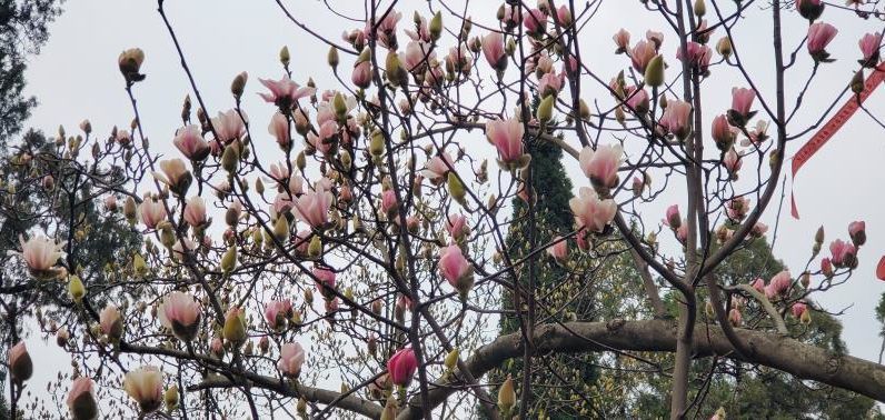 汉中邀您 云赏旱莲 腾讯新闻