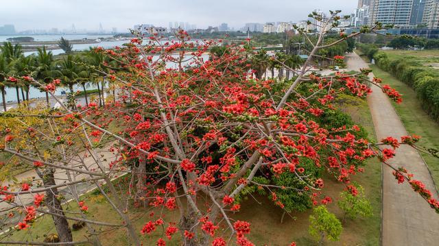 海南的木棉花 盛开啦 红红火火又一年 腾讯新闻