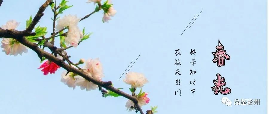 茶花 四月的花神 腾讯新闻