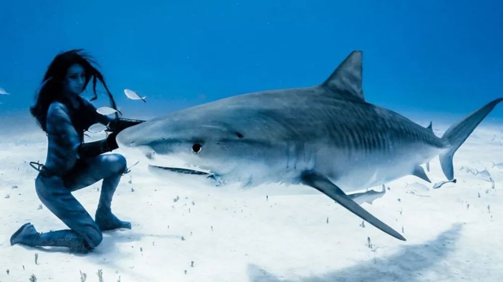 当然,显而易见的是,对于虎鲨的胃来说,可食用和不可食用的名单范围是