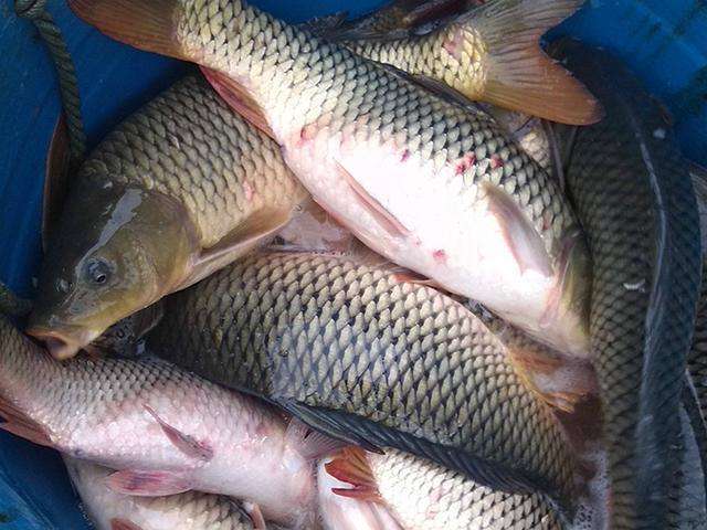 如何区别天然鱼和养殖的鱼?_腾讯新闻