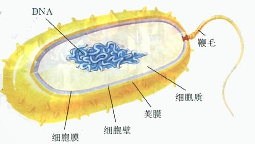 原核细胞 细菌的表面结构 腾讯新闻