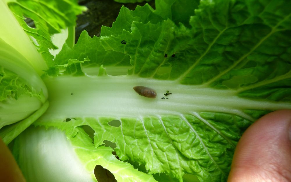 的"鼻涕虫",这种虫子外形很像掉了壳的蜗牛,虫体上有类似鼻涕的粘液