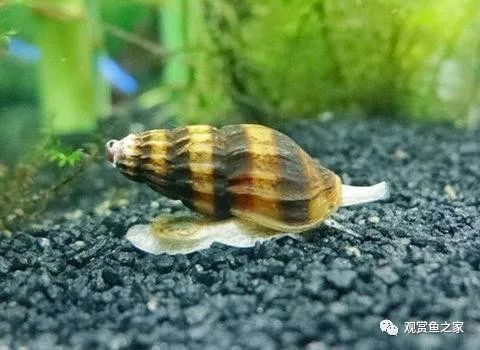 鱼缸是养鱼的 为什么还会长蜗牛 你知道这些蜗牛怎么来的么 敌百虫