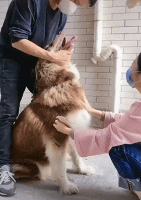 主人被隔离,狗狗怎么办?上海的这个细节太温暖了!