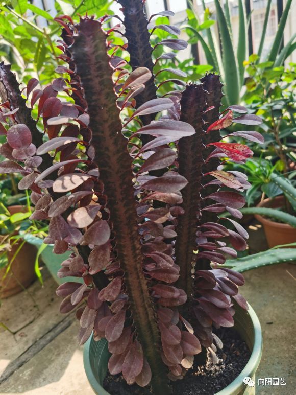 朋友家都养的龙骨听说能镇宅赶紧养一盆尖刺刺要小心