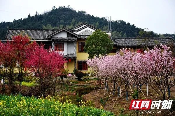 昭山示范区七星村七星樱悦田园,一个以樱花为主题的生态园.
