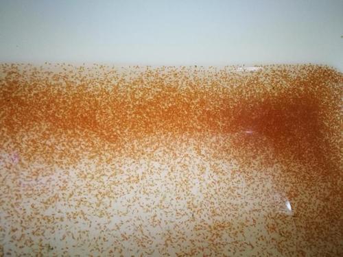 水蚤是观赏鱼的绝佳鱼粮掌握繁殖的技巧才能让观赏鱼长的更好