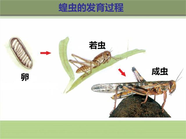那正是大量的蝗虫已经交配产卵,之后这些蝗虫大批死去,虫卵尚未发育