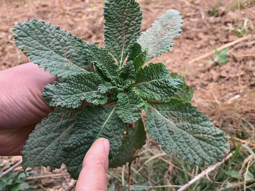 蟾蜍草的学名其实很好听,叫做"荔枝草",据说第一个发现它的人,是在