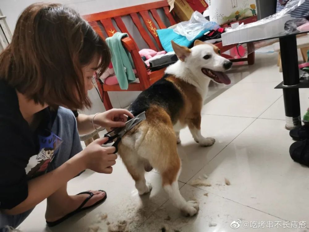 在家理髮大賽狗生活終於對我下手了