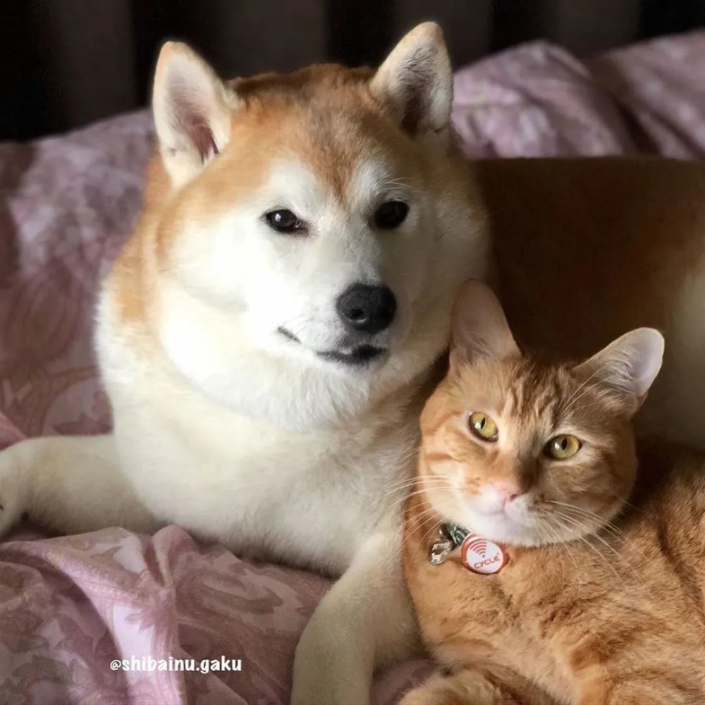 岛国网友家的柴犬gaku和猫咪rinrin,是一对超有爱的喵汪兄妹.