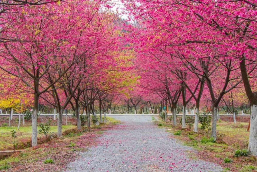 2月27日起常寧百萬櫻花園暫試營兩天