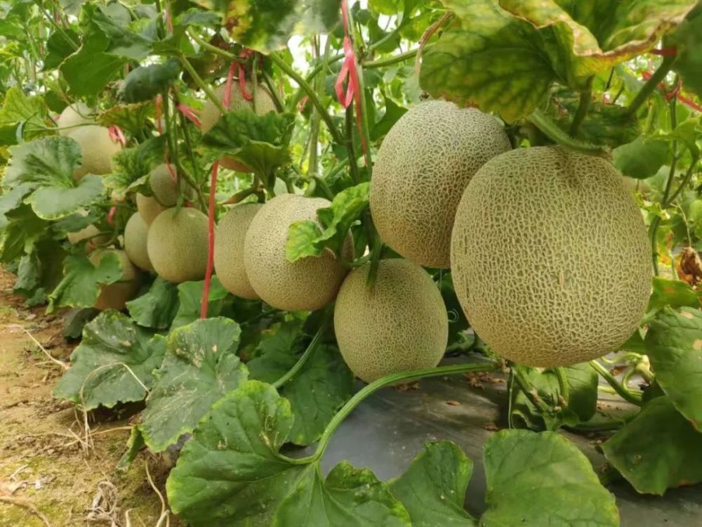 漫谈乐东蜜瓜,堪称蜜瓜中的茅台_腾讯新闻