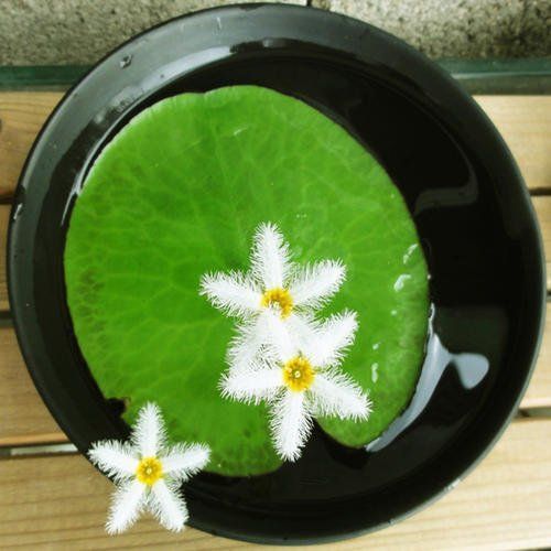 这花就长一片叶子 每天开一朵花 飘在水面上 可爱极了 一叶莲 水培 鱼缸