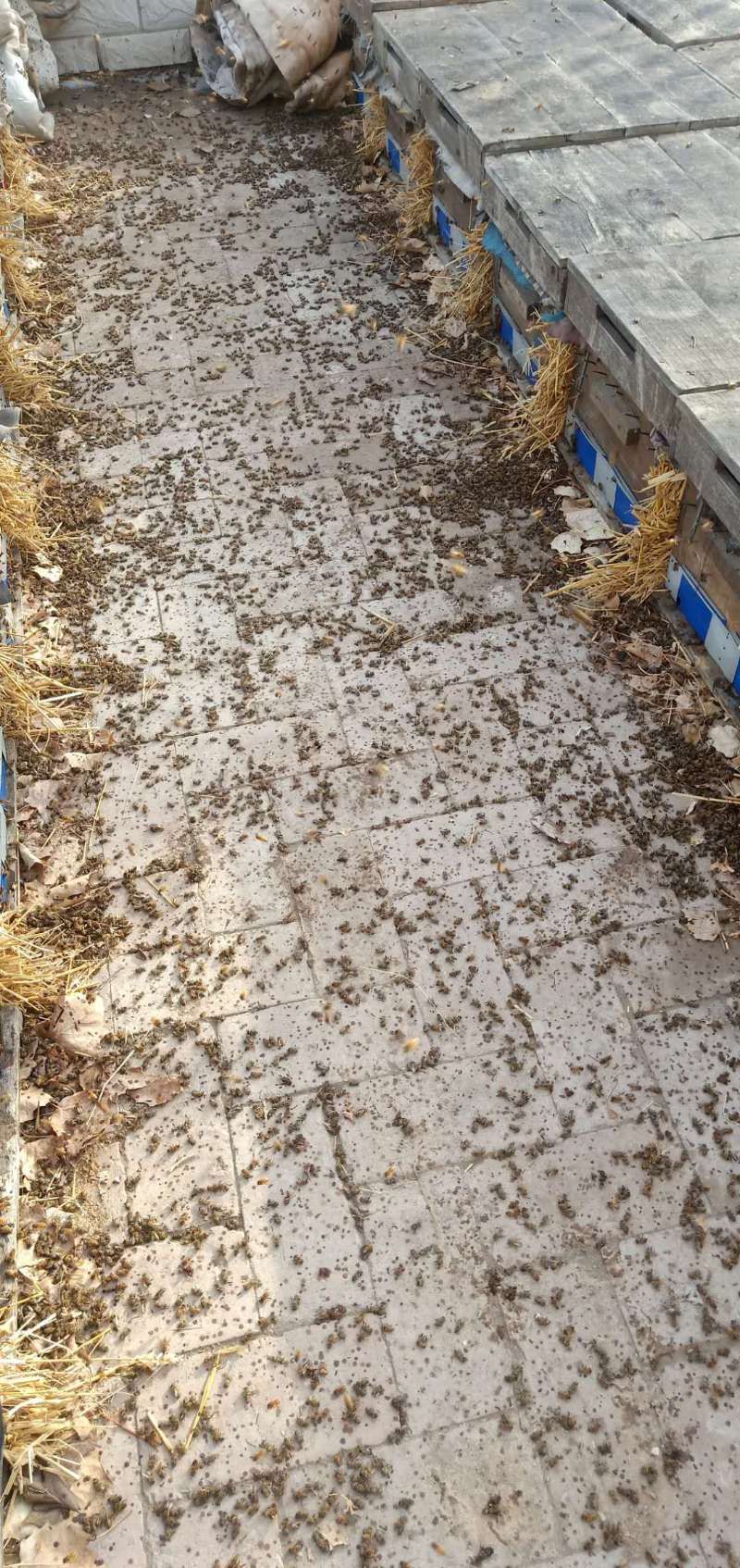 春繁时节,新疆蜂农返场难|蜂农|新疆|蜜蜂|吐鲁番|陈军