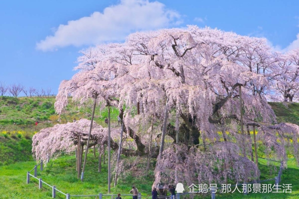 疫情結束後去日本看千年櫻花樹三春瀧櫻