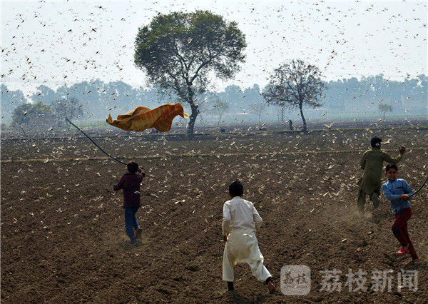 十万鸭子出征灭蝗虫中国蝗灾防治工作组专家不现实