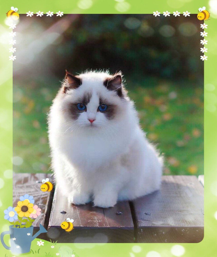 身价过万的德文卷毛猫出现，是否会打破人们对布偶猫的完美印象？_腾讯新闻