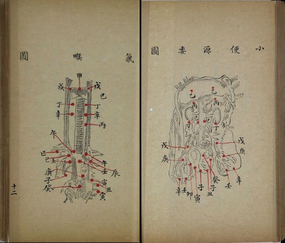 图《人身图说》中的人体构造图(部分)与王清任同时代的理学家俞正燮