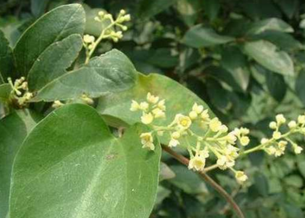 如何种植防己,怎样育苗?