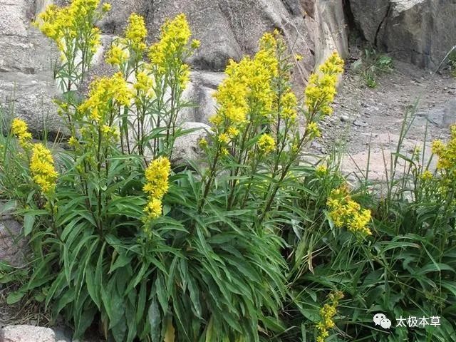 別名野黃菊,山邊半枝香,灑金花,黃花細辛,黃花一枝香,千根癀(,土澤蘭