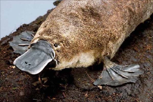 鸭嘴兽虽能在水中生活,但在澳洲山火的威胁下,成了隐形受害者