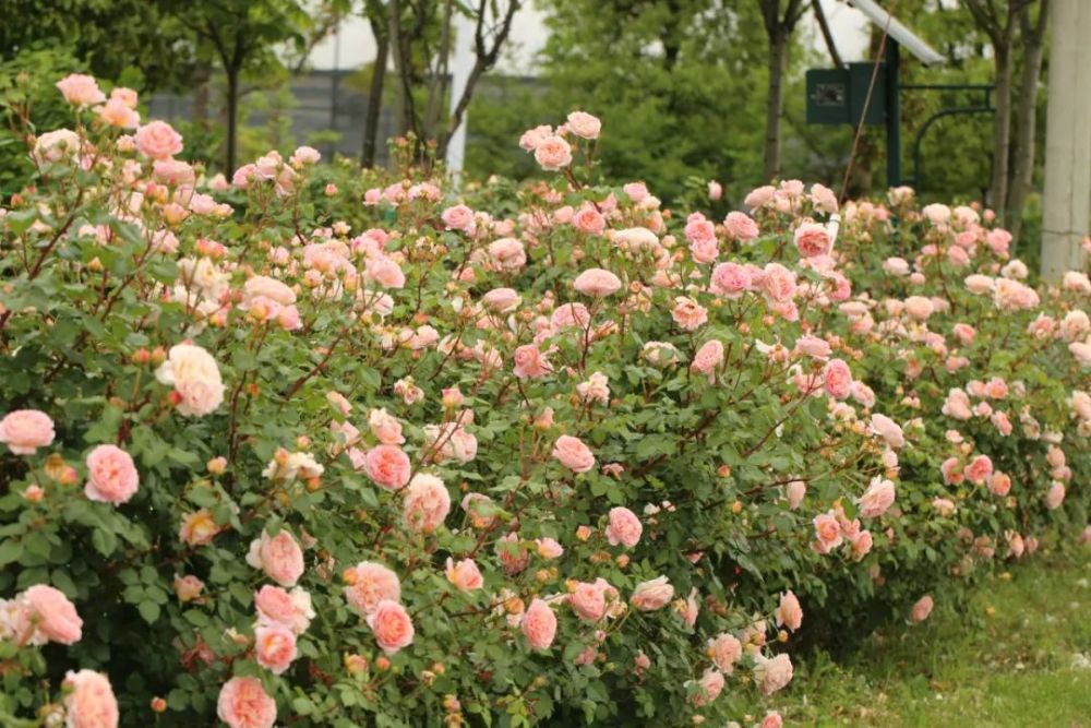 奥斯汀月季花 诗意的诞生 腾讯新闻