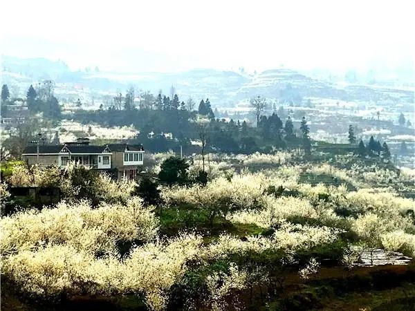 贵州清镇流长,万亩樱花绽放