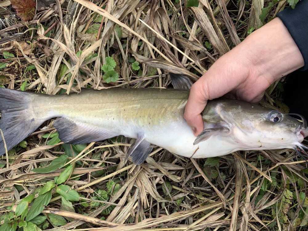 在野外釣叉尾鮰魚時,一般在淺水區(1米左右)應選手竿垂釣釣,而在深水