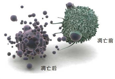 细胞是怎么死亡的